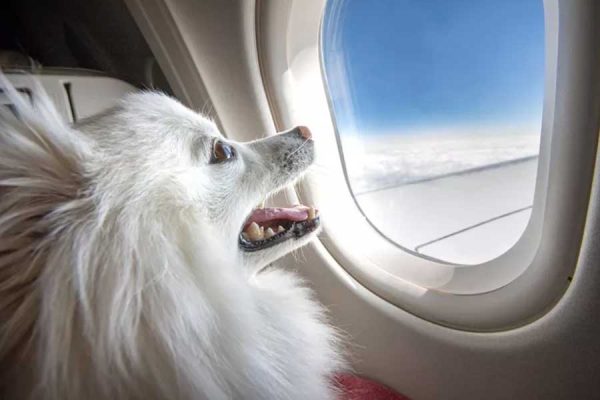 caine in avion